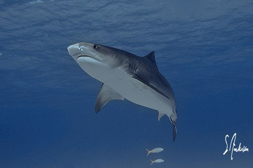 Searching the surface as the Tiger Shark does hunting for... by Steven Anderson 