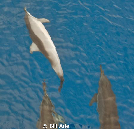 Leading the dive boat. by Bill Arle 