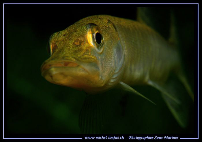Testing the new Nikkor 105VR with Converter 1,7. Face to ... by Michel Lonfat 