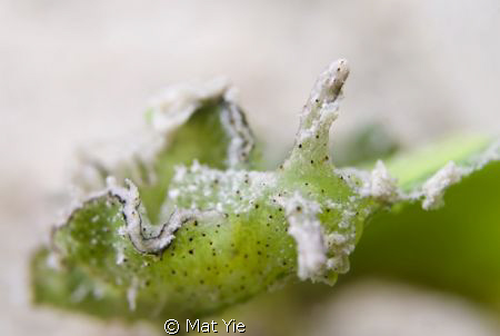 Elysia tomentosa. Taken with Nikon D200, 60mm micro lens.... by Mat Yie 