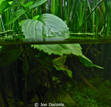 Down by the river by Joe Daniels 
