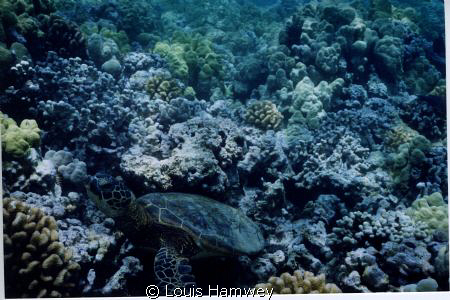 "At Home"

Kona, HI by Louis Hamwey 