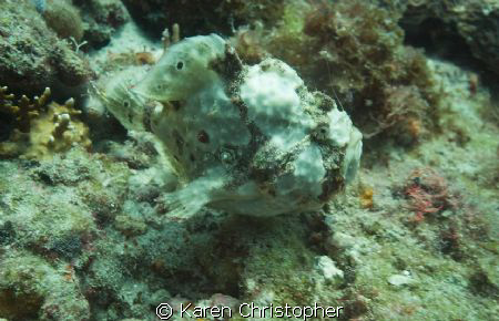 "Here Fishy, Fishy, Fishy"
A master at camouflage, the F... by Karen Christopher 