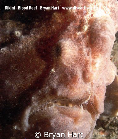 frog fish on bikini - the bluff by Bryan Hart 