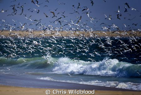 A little bit of wildlife on the Skeleton Coast. by Chris Wildblood 
