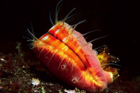 Scallop photographed in the San Juan Islands, Puget Sound... by Glenn Cummings 