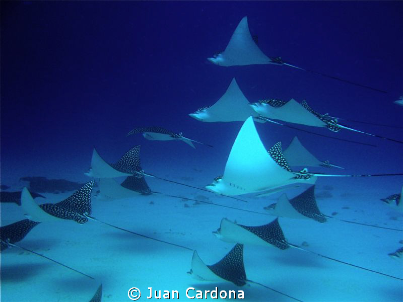 parade ! by Juan Cardona 