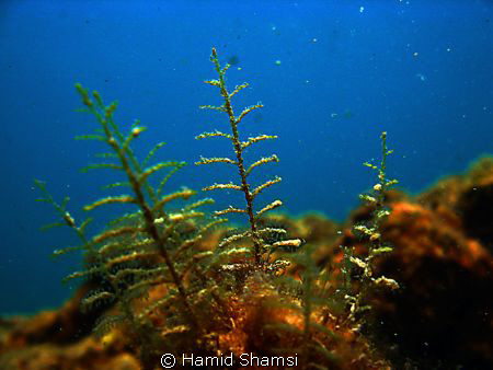 kish Island by Hamid Shamsi 