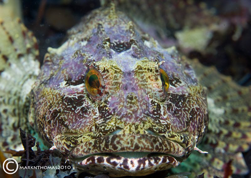 Long-spined Scorpion fish.
Connemara, June 2010.
D3 105mm. by Mark Thomas 