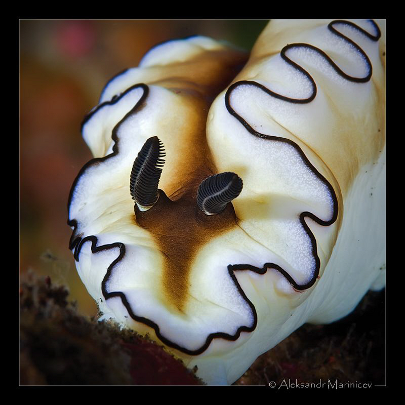 Glossodoris atromarginata by Aleksandr Marinicev 