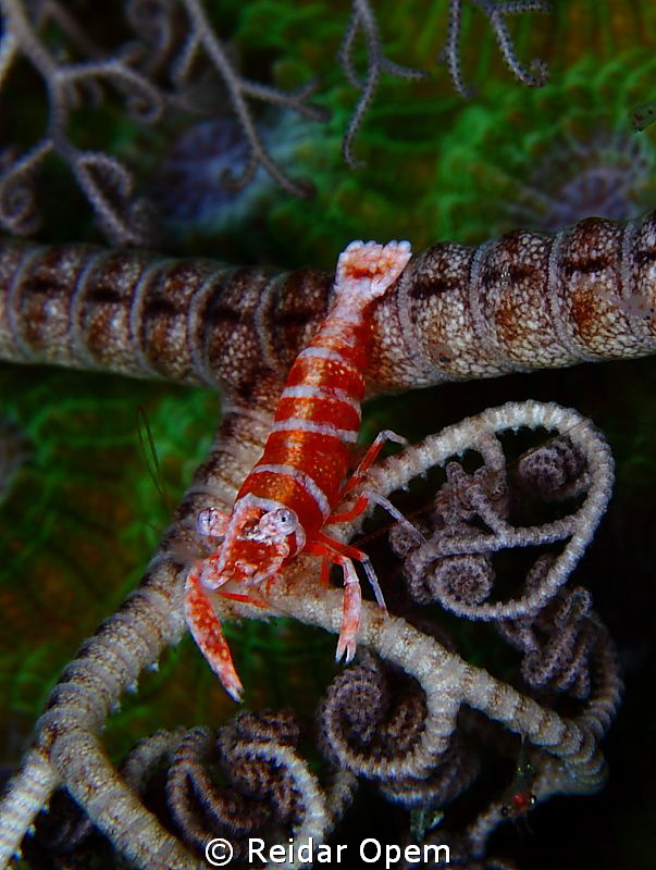 Basket star shrimp (Periclimenes lanipes) by Reidar Opem 