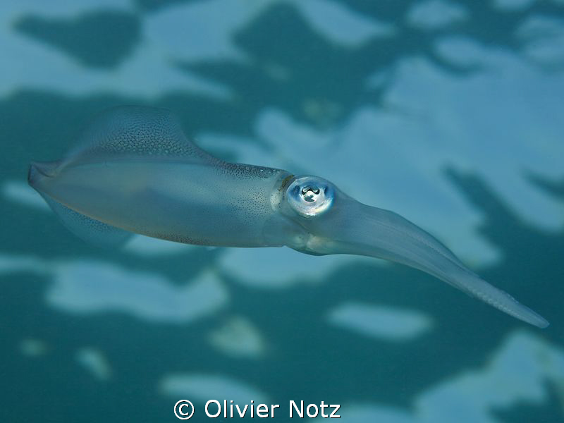 picture taken in the afternoon against the water surface by Olivier Notz 