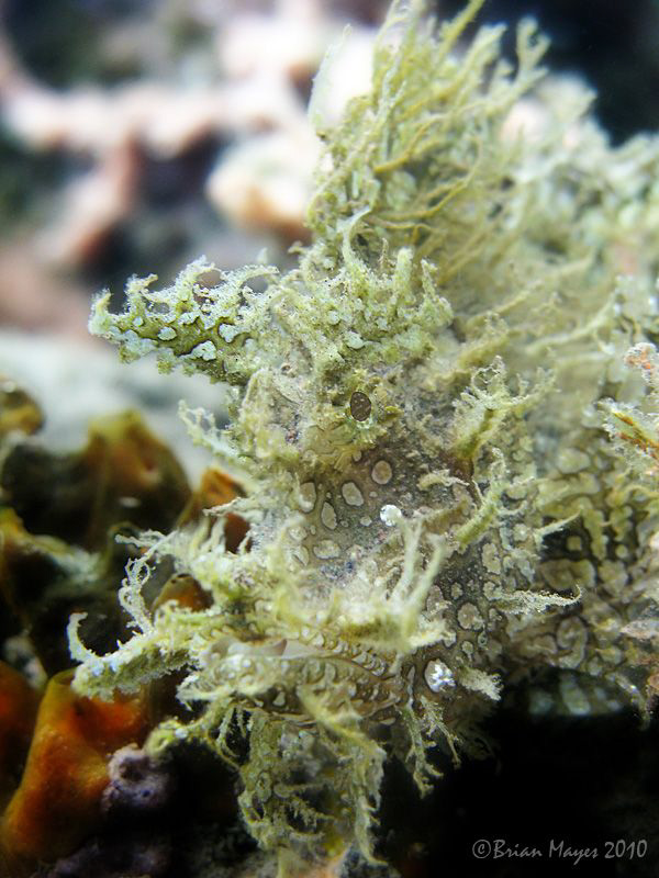 Weedy Scorpionfish (Rhinopias frondosa). A natural light ... by Brian Mayes 