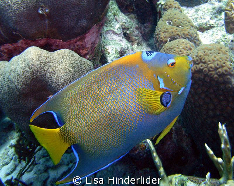 Queen Angel looking for a tasty sponge to munch on. by Lisa Hinderlider 