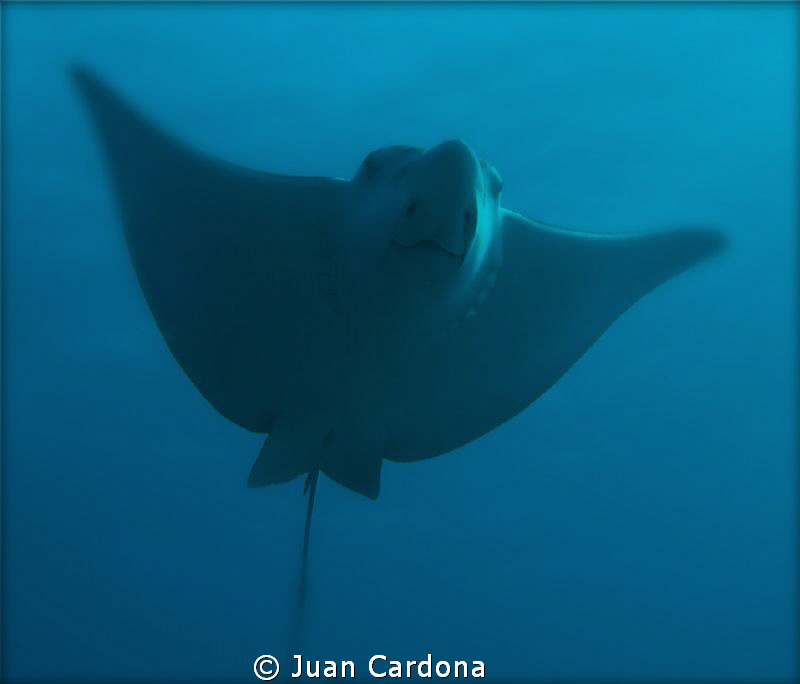 Eagle ray....nice nose by Juan Cardona 