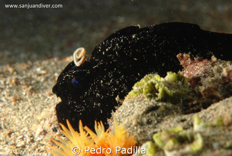 Frogfish, Nikon D80 with 105mm lens, Two strobe ikelite D... by Pedro Padilla 