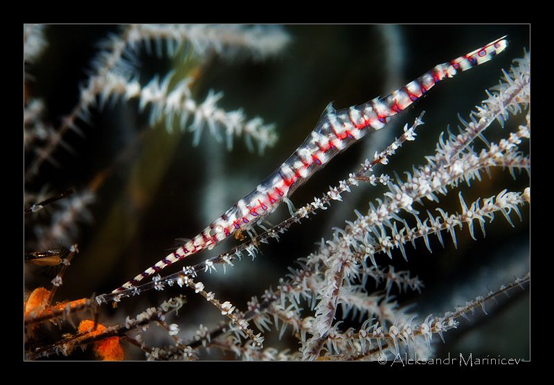 Pipefish with legs!
First time met the "pipefish" with l... by Aleksandr Marinicev 