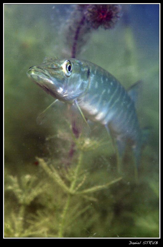 Pike in a small pond next to home :-D by Daniel Strub 