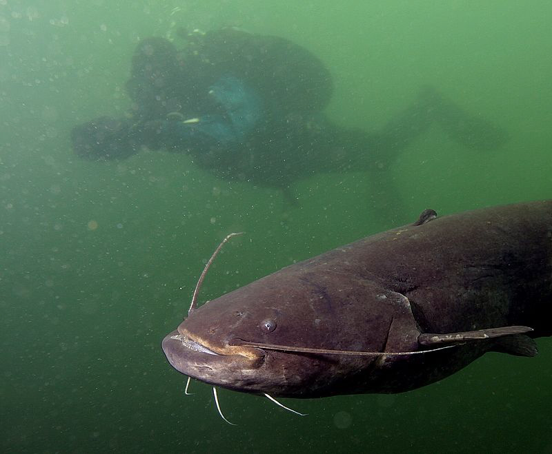 Big catfish with my boyfriend by Veronika Matějková 
