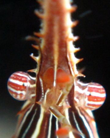 New camera,new look!! apnea super macro of spider seticor... by Durand Gerald 