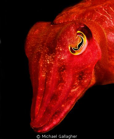 Portrait of a tiny little cuttlefish - Julain Rocks, Byro... by Michael Gallagher 