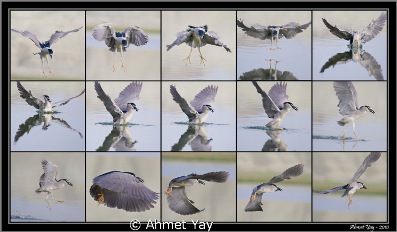 Night Heron at catch by Ahmet Yay 