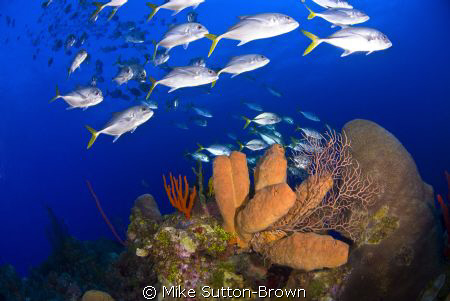Horse Eye Jacks at Ghost Mountain by Mike Sutton-Brown 