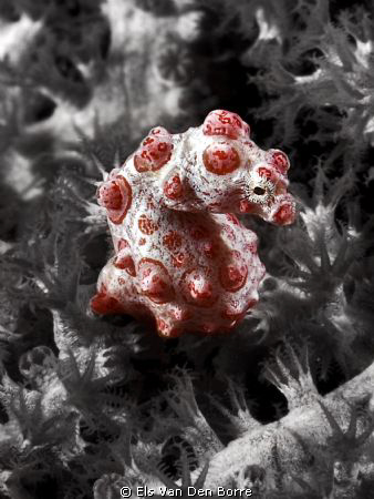 Bargibanti seahorse by Els Van Den Borre 