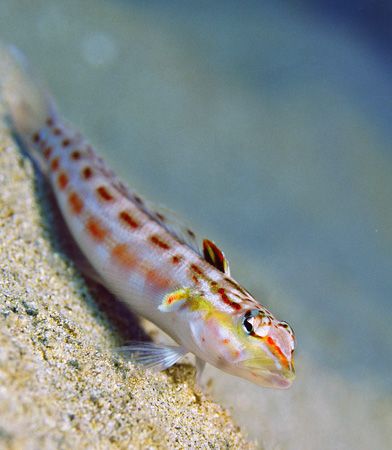 Redspotted sandperch photographed at Electric Beach, Nana... by Glenn Cummings 