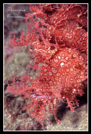 Rhinopias Frondosa.Nikon F100.105mm,f11,1/60,YS-120,RVP10... by Allen Lee 