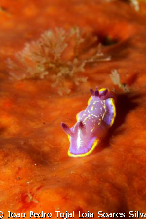 Nudibranch (Chromodoris krohni) crawling over a sponge in... by Joao Pedro Tojal Loia Soares Silva 