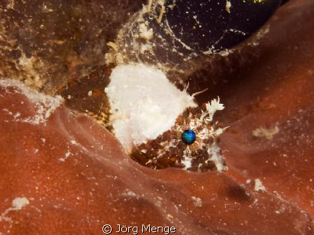 PETIT by Jörg Menge 