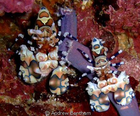 Harlequin Shrimps at Richelieu Rock at about 15m by Andrew Bentham 