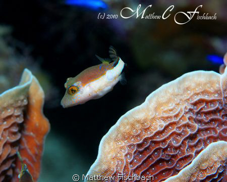 Very photogenic Sharpnose Puffer... Roatan, Honduras. by Matthew Fischbach 