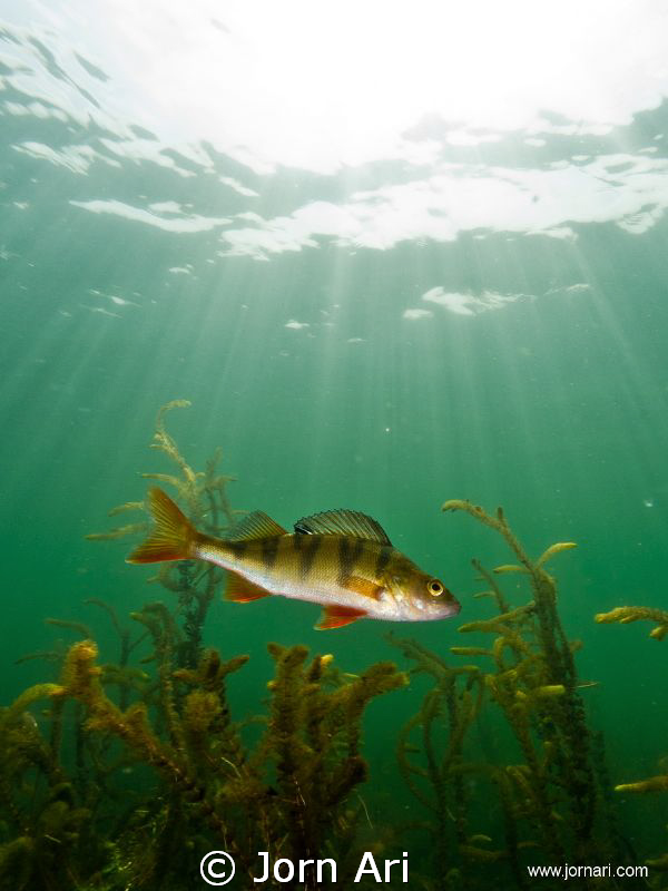 European perch (Perca fluviatilis)
Olympus E-420 With Ik... by Jorn Ari 