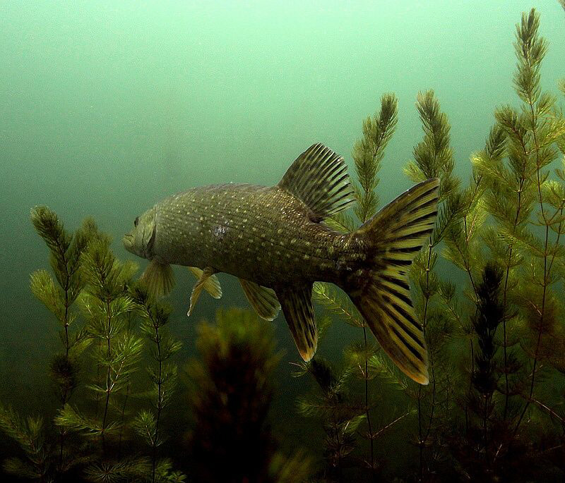 Pike by Veronika Matějková 