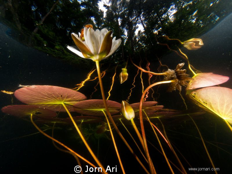 Waterlily (Nuphar)
Olympus E-420 With Ikelite Housing + ... by Jorn Ari 
