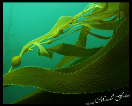 Giant Kelp in the surge...  West Coast, California. by Matthew Fischbach 