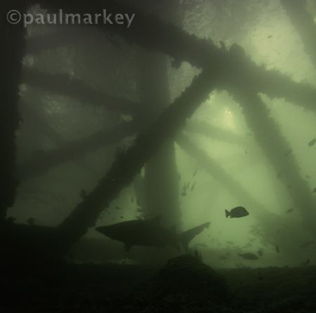 Navy Pier Silhouette by Paul Markey 