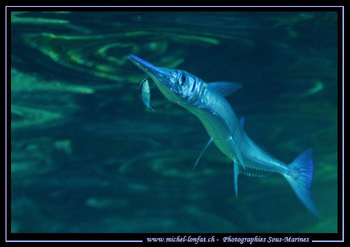 Cleaning time for a Needle Fish close to the surface in M... by Michel Lonfat 