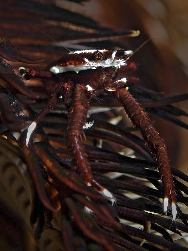 "Squat lobster"

on a feather star by Henry Jager 