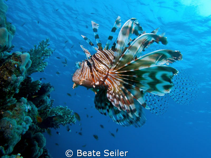 Lionfish at El Quadim , taken with Canon G10 by Beate Seiler 