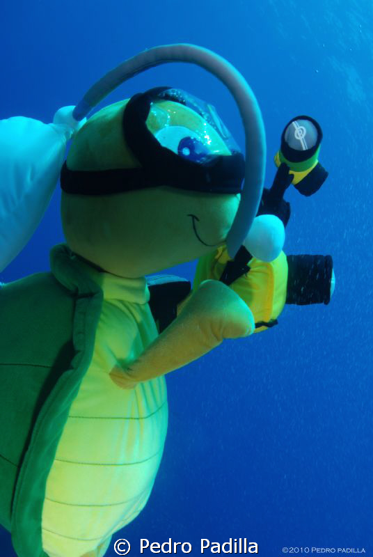 Turtle Diving @ Socorro by Pedro Padilla 