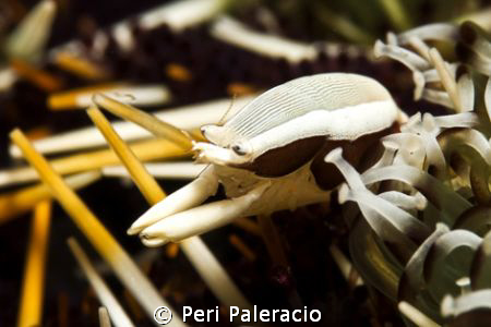 Bubba/ This guy is one of the sea urchin shrimps that you... by Peri Paleracio 