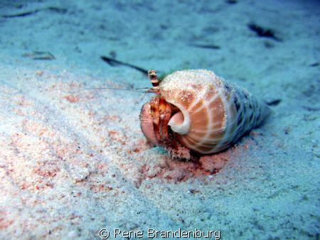 Close up small crab, made during nightdive at housereef o... by Rene Brandenburg 