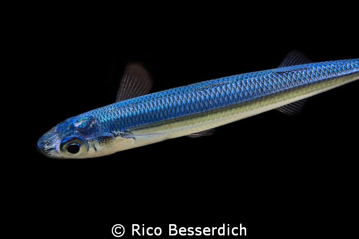 Small "buddy" at night - around 3 cm of size. CANON 40D, ... by Rico Besserdich 