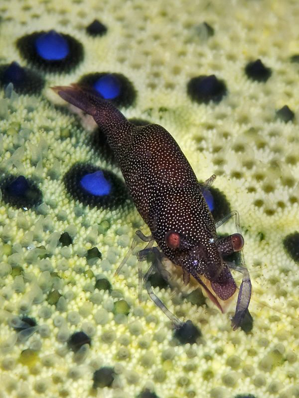 "Tiny Shrimp on Sponge" by Henry Jager 