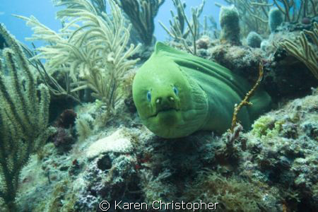"Did You Say Smile?"
Green Moray Eel almost looks like i... by Karen Christopher 