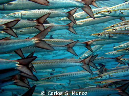 Bunch of Barracudas.
A large group of Barracudas quietly... by Carlos G. Munoz 