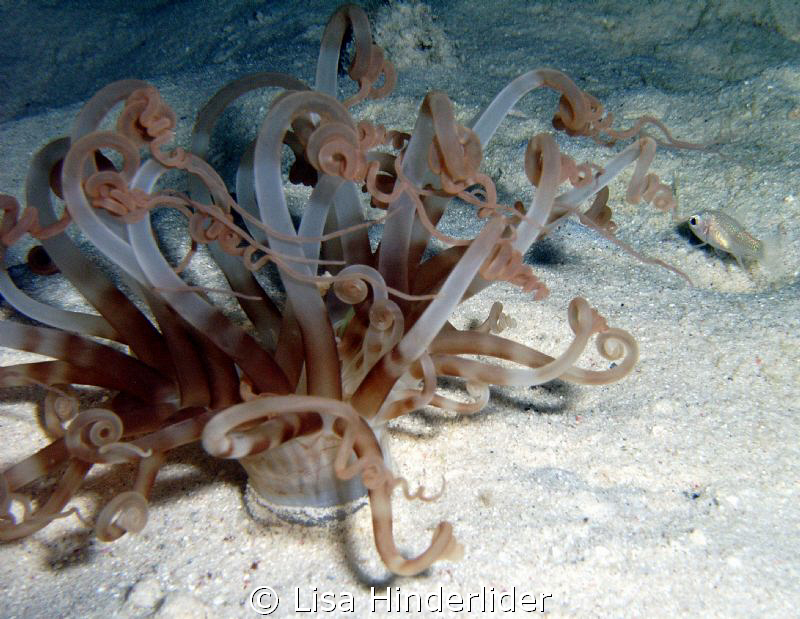 Sand Anemone- night dive by Lisa Hinderlider 